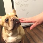 The Hound’s Beer Can Chicken with Faith of the Seven Spice & Herb Dry Rub